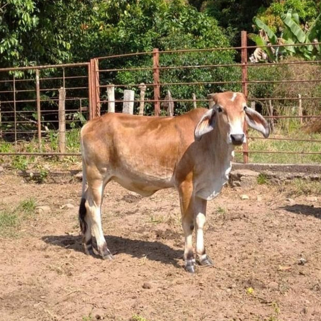 FAYOLA “La Vaca”